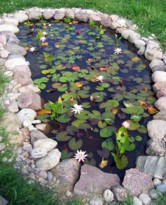 Маленький пруд в саду на даче фото